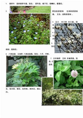 身边的植物名字大全