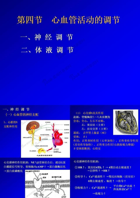 生理学 第二版配套课堂 心血管活动调节