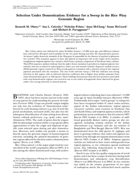 Selection Under Domestication Evidence for a Sweep in the Rice Waxy Genomic Region