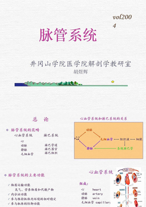 心血管系统解剖学课件12