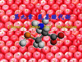 (9)氨基酸