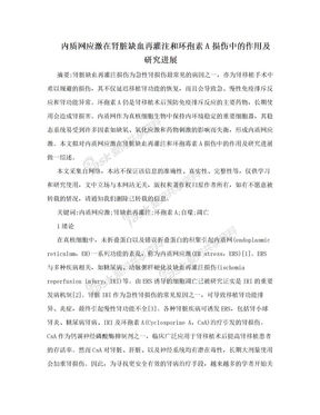 内质网应激在肾脏缺血再灌注和环孢素A损伤中的作用及研究进展