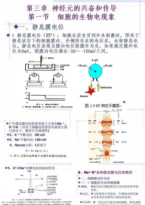 第三章 神经元的兴奋和传导