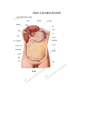 [精彩]人体内脏位置结构图