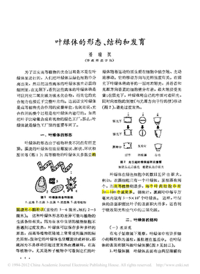 叶绿体的形态_结构和发育