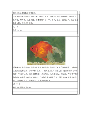 中国金鱼文种金鱼