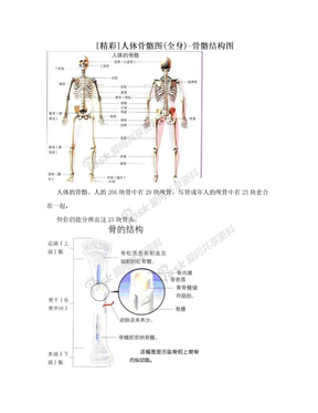 [精彩]人体骨骼图(全身)-骨骼结构图