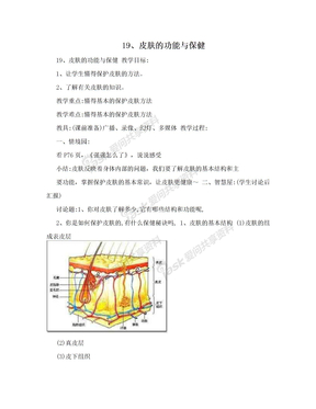 19、皮肤的功能与保健