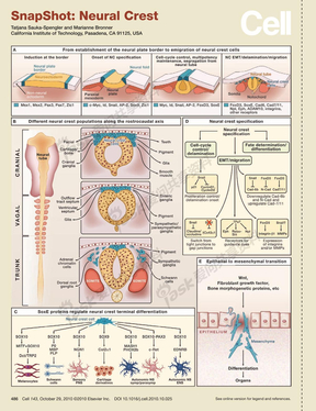 2010 《神经嵴发育分子信号通路》挂图--英文版