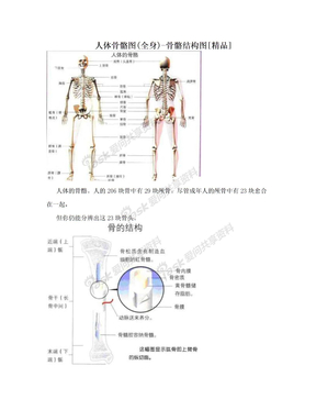 人体骨骼图(全身)-骨骼结构图[精品]