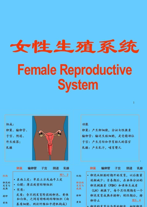 女性生殖系统解剖生理ppt课件