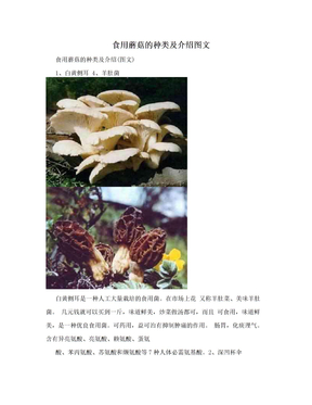 食用蘑菇的种类及介绍图文