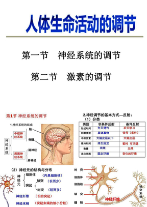 人体生命活动的调节讲课课件1