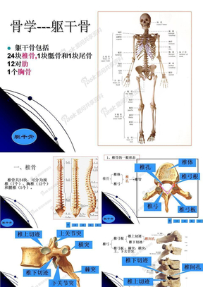 躯干骨