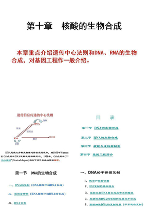 10 核酸合成