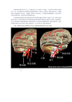 脑血管解剖