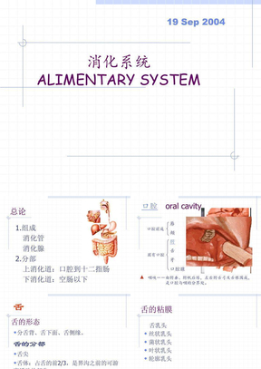 消化系统解剖课件11