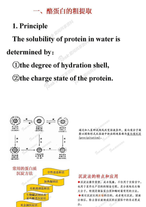 酪蛋白的粗提取