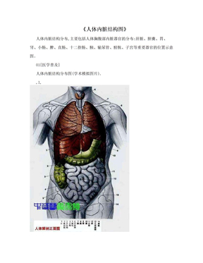 《人体内脏结构图》