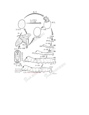 蚕的生长过程