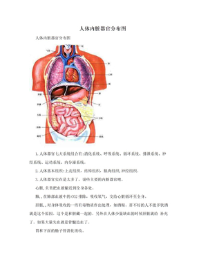 人体内脏器官分布图