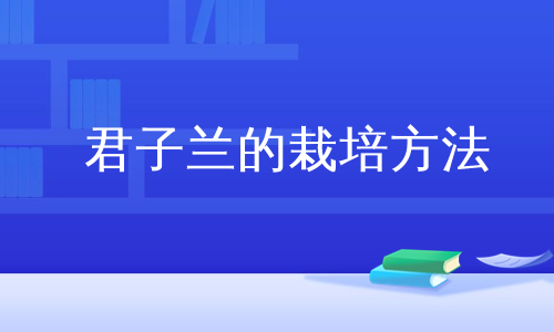 君子兰的栽培方法