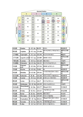 氨基酸密码子对照表