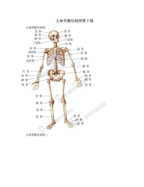 人体骨骼结构图费下载