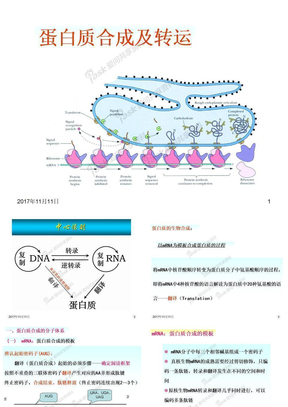 15_蛋白质合成及转运