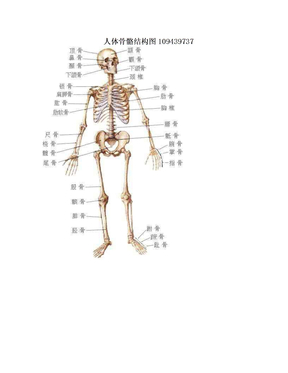 人体骨骼结构图109439737