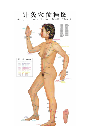 女性人体实体穴位经络图-正 背 侧面