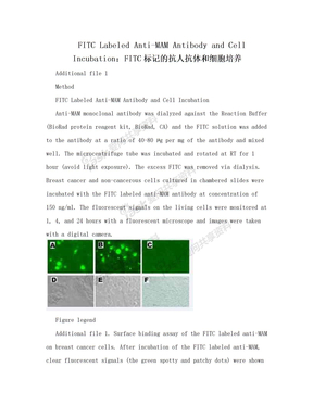 FITC Labeled Anti-MAM Antibody and Cell Incubation：FITC标记的抗人抗体和细胞培养