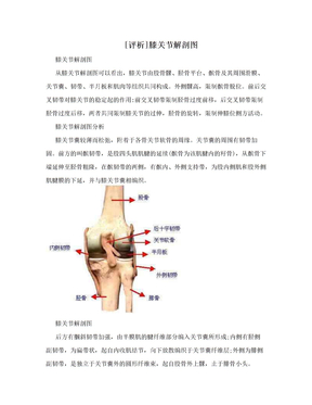 [评析]膝关节解剖图