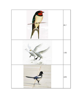 幼儿识字卡片配图：鸟类