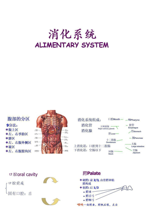 消化系统解剖课件110