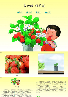 19种草莓