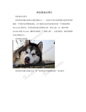 阿拉斯加犬图片　