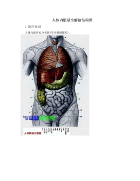 人体内脏最全解剖结构图