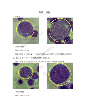 原始红细胞