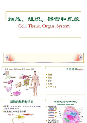 细胞、组织