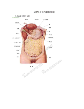[研究]人体内脏位置图