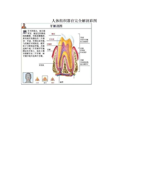 人体组织器官完全解剖彩图