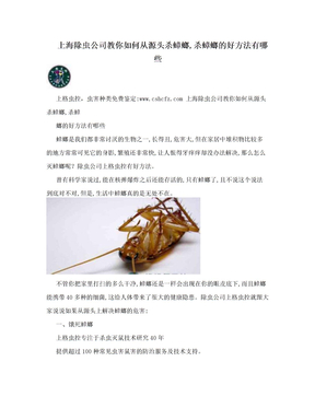 上海除虫公司教你如何从源头杀蟑螂,杀蟑螂的好方法有哪些