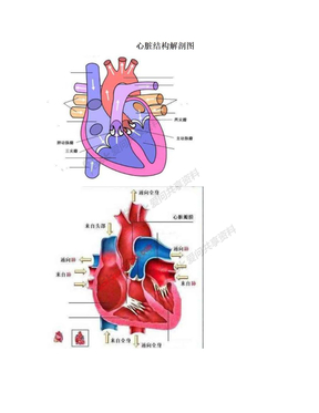 心脏结构解剖图