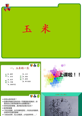 玉米一生 ppt课件