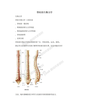 脊柱的生物力学