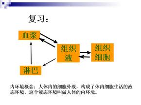 —内环境稳态的重要性