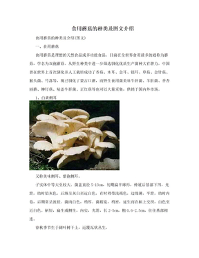 食用蘑菇的种类及图文介绍