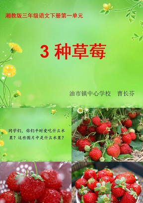 3种草莓