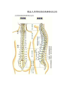 精品人类脊柱的结构和体表定位